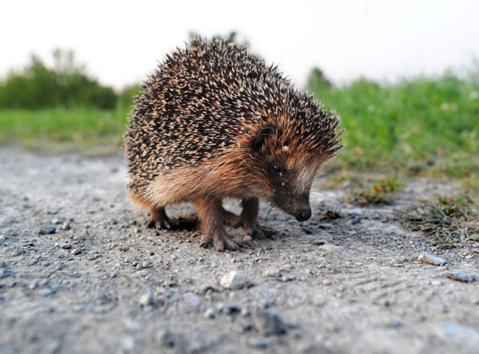 Hedgehog numbers have plummeted as a result of modern farming and rapid development