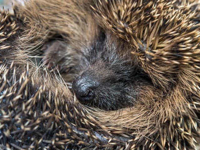 Hedgehogs:  The perfect reflection of British temperament