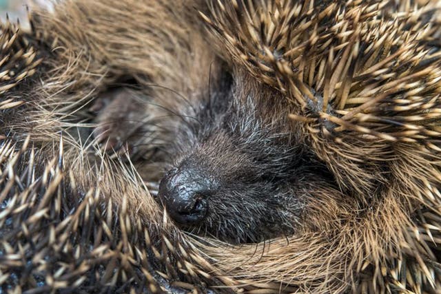 Hedgehogs:  The perfect reflection of British temperament