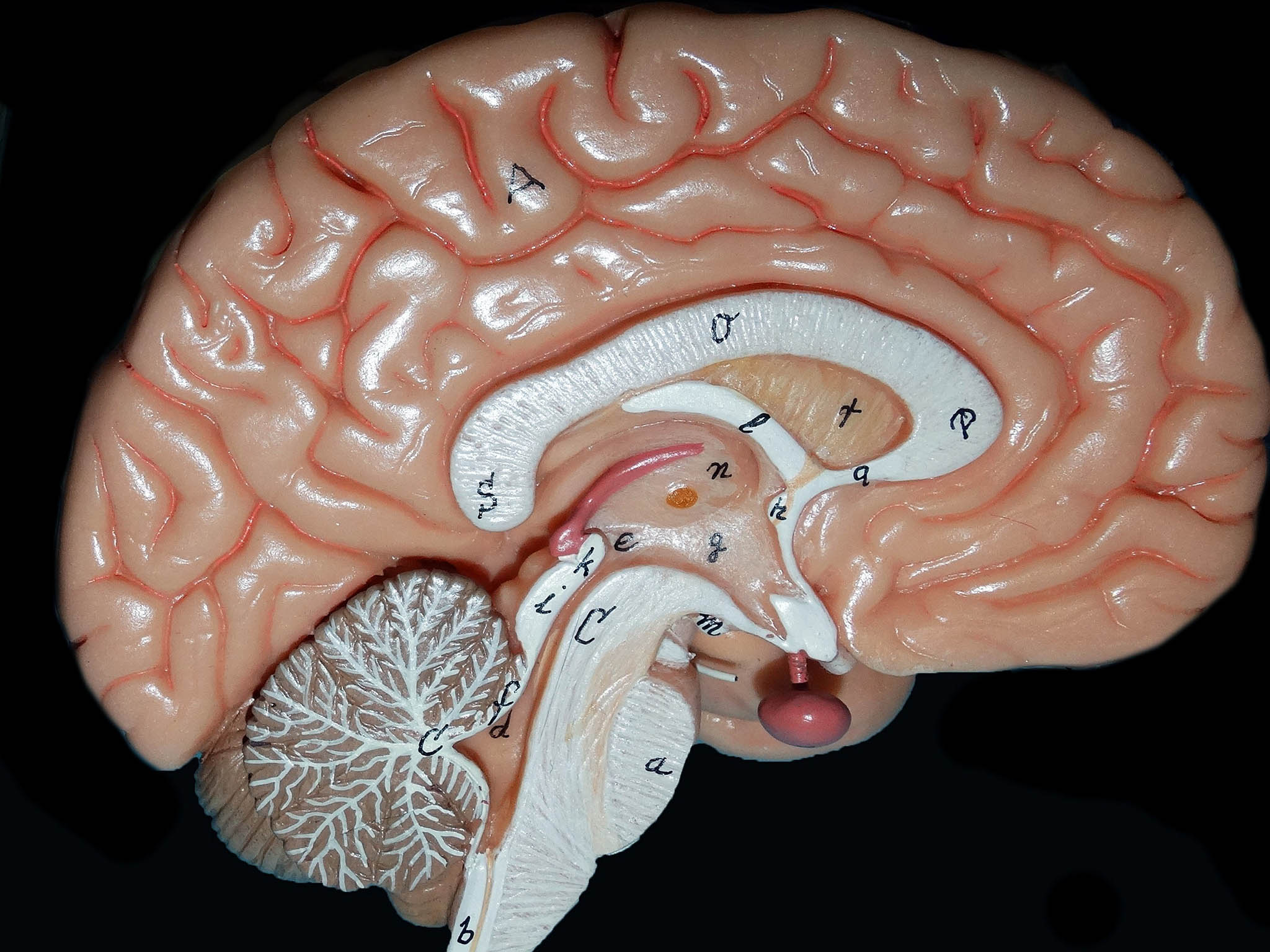 The human brain map, showing the different areas that have different roles.