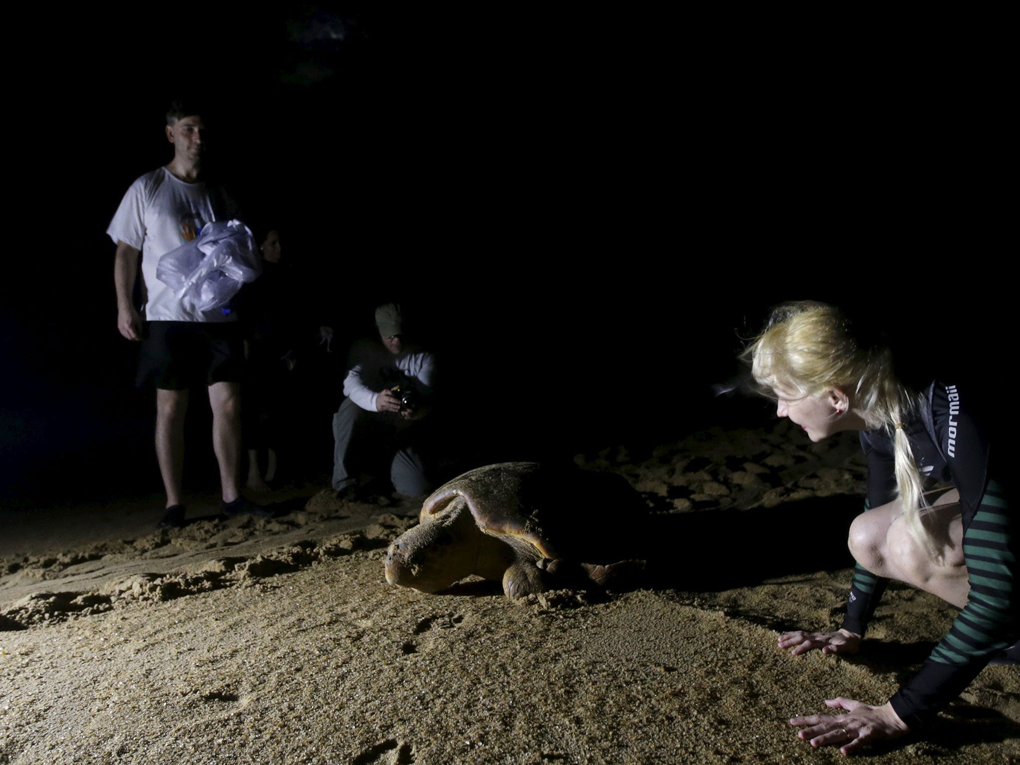 A sea turtle near the mouth of the Rio Doce; conservationists have been moving them from the area