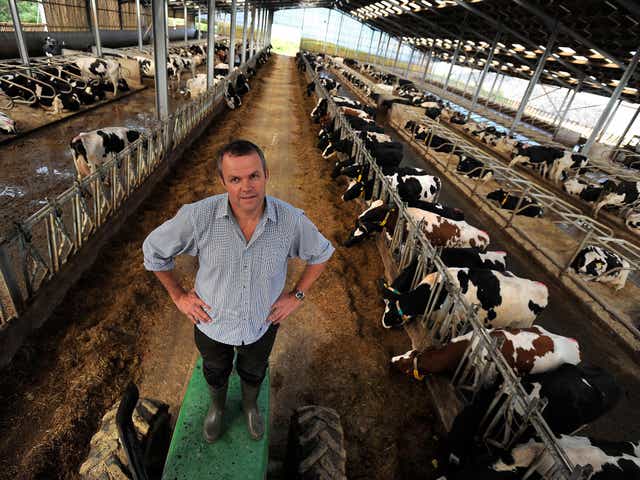 Peter Willes stands among some of his 2,000-strong herd on Beckland Farm, North Devon