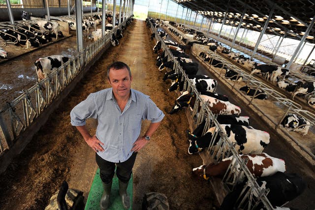 Peter Willes stands among some of his 2,000-strong herd on Beckland Farm, North Devon