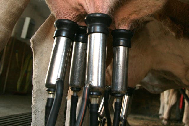 A mechanical milker milks a cow