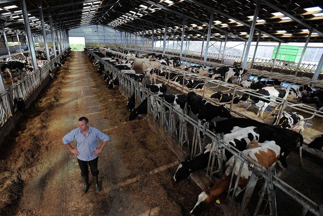 Farmer Peter Willes pictured with some of his 2000 herd on Beckland Farm, North Devon