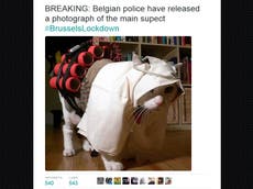Read more

Pics of cats posted to confuse terrorists after Brussels lockdown plea