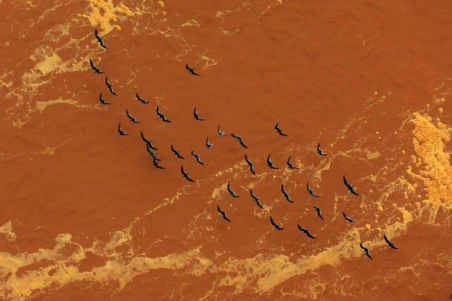 Seagulls fly near the mouth of the Rio Doce (Doce River), which was flooded with mud after a dam owned by Vale SA and BHP Billiton Ltd burst, as the river joins the sea on the coast of Espirito Santo, in Regencia Village, Brazil