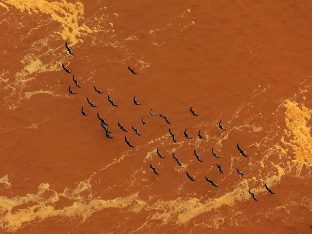 Seagulls fly near the mouth of the Rio Doce (Doce River), which was flooded with mud after a dam owned by Vale SA and BHP Billiton Ltd burst, as the river joins the sea on the coast of Espirito Santo, in Regencia Village, Brazil