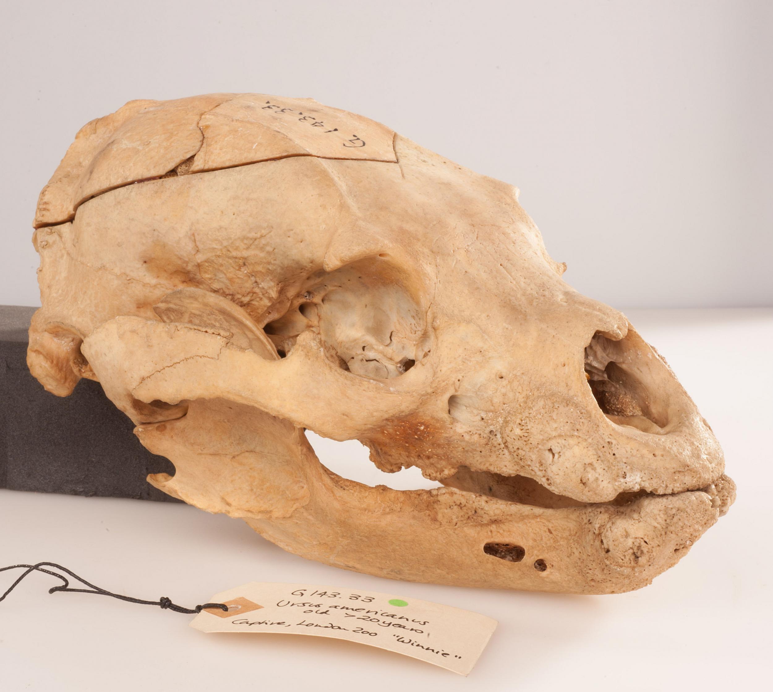The skull of Winnie the black bear who inspired Winnie the Pooh, on display at the Hunterian Museum in London