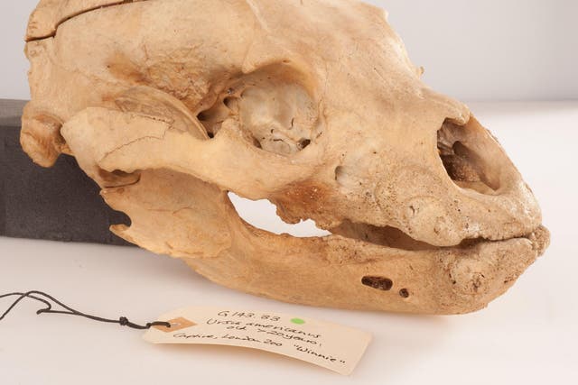 The skull of Winnie the black bear who inspired Winnie the Pooh, on display at the Hunterian Museum in London