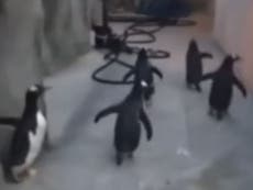 Watch these penguins attempt a daring zoo escape