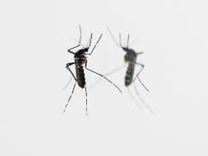Read more

Genetically modified mosquito could eradicate malaria
