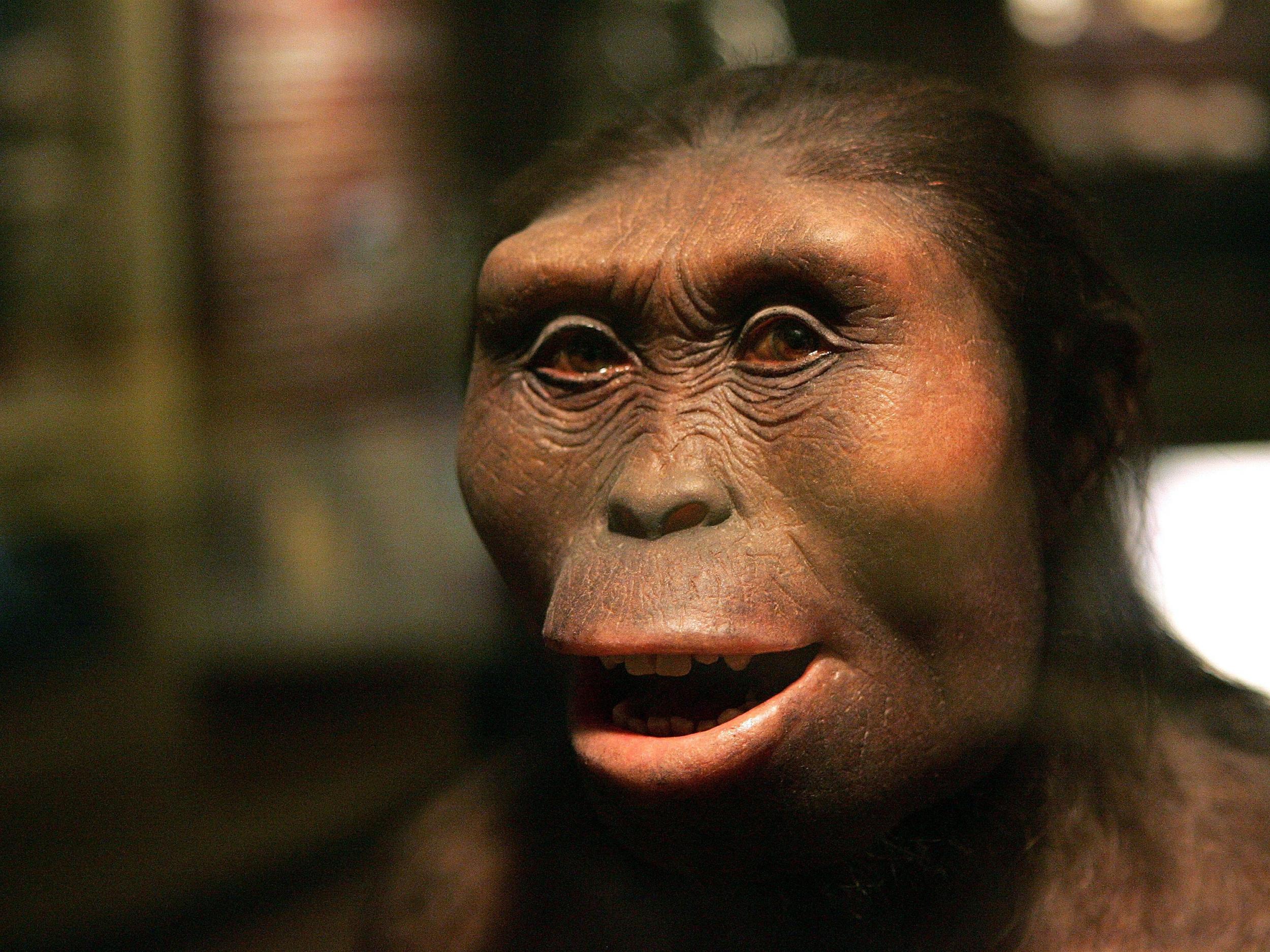 A model of Lucy the Australopithecus at the Field Museum in Chicago