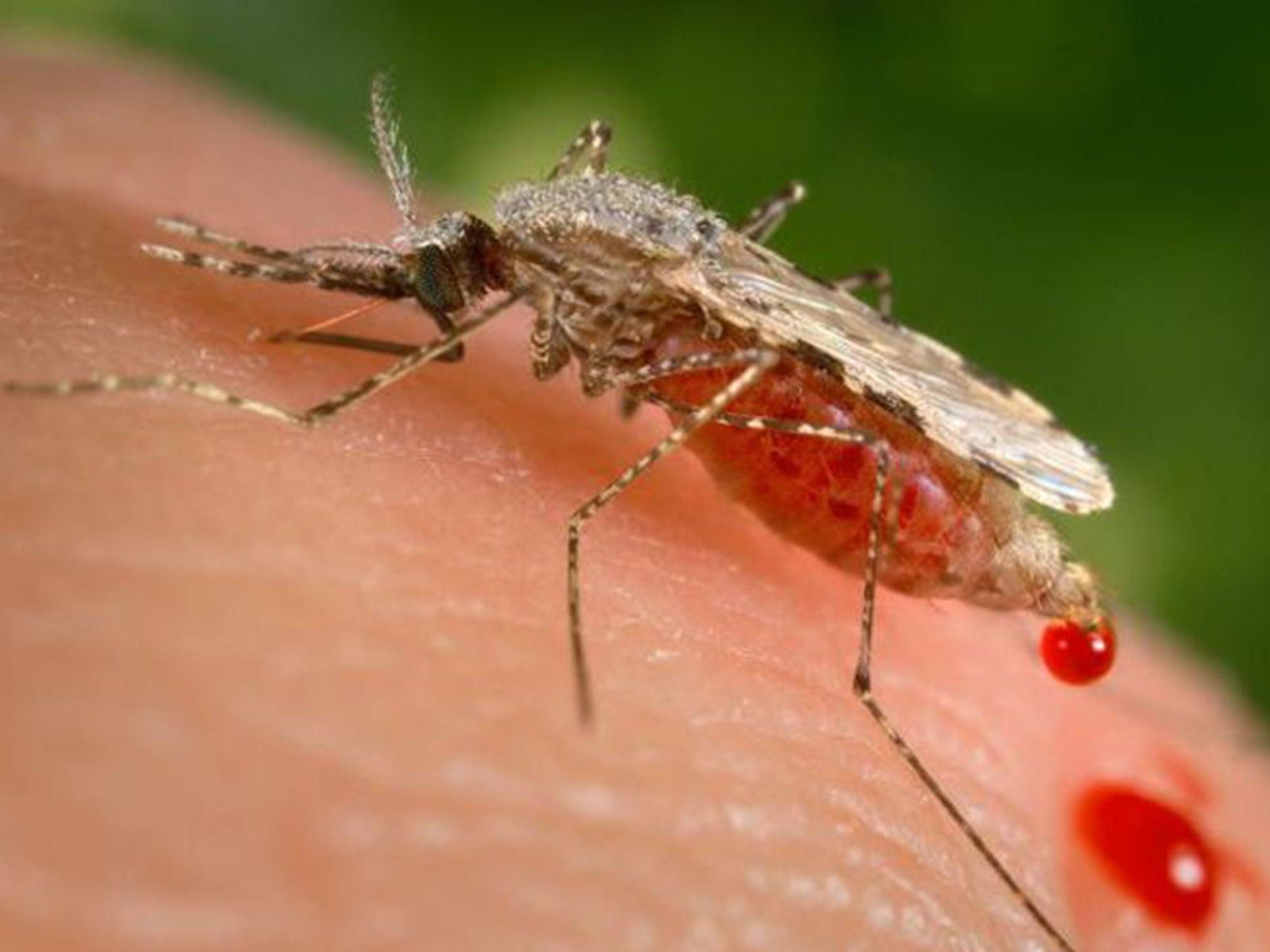 Scientists have found mosquito parasites are heavily dependent on particular enzymes inside red blood cells