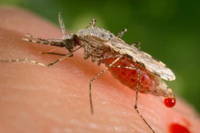 Malaria parasite attracts its mosquito host by increasing the production of powerful scent compounds on the skin