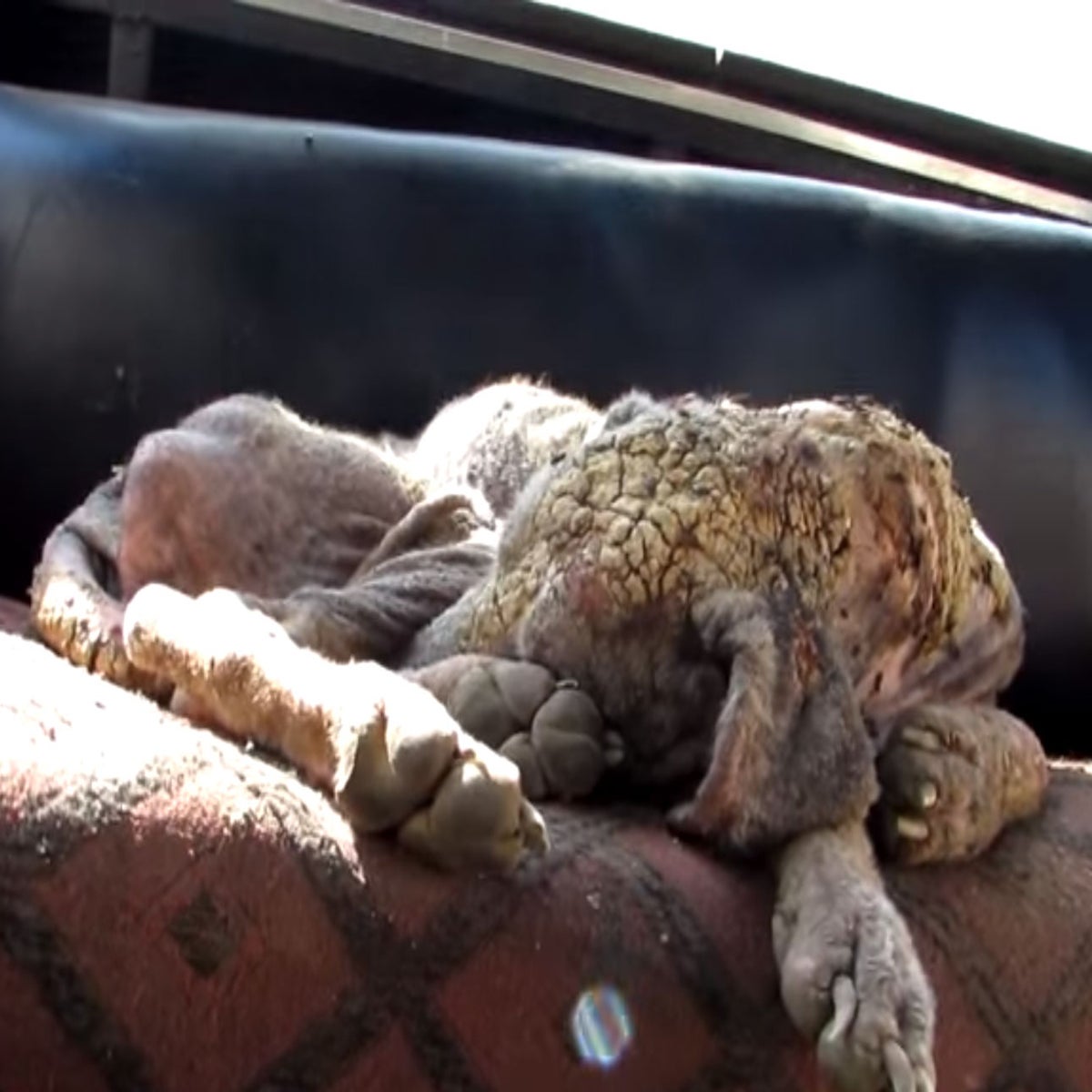 Abandoned dog with skin 'as hard as stone' undergoes miraculous recovery |  The Independent | The Independent