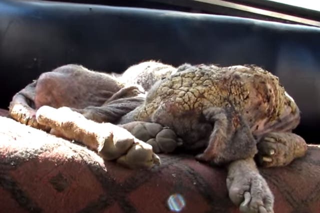 Alice, the dog rescued by animal welfare charity Animal Aid Unlimited, was covered in "stone"-like scabs due to severe mange