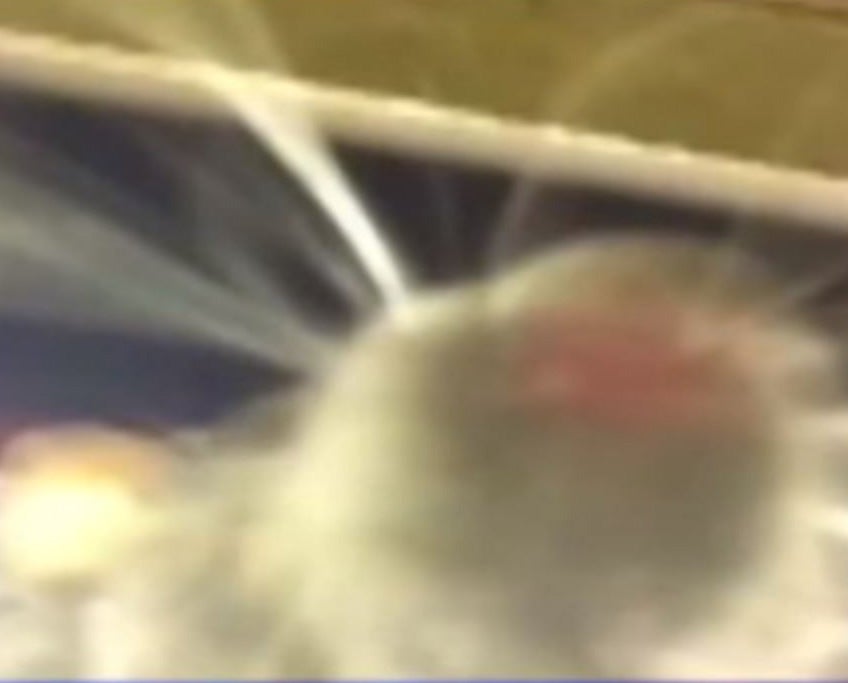 The rat's 'selfie' on the unsuspecting man's phone