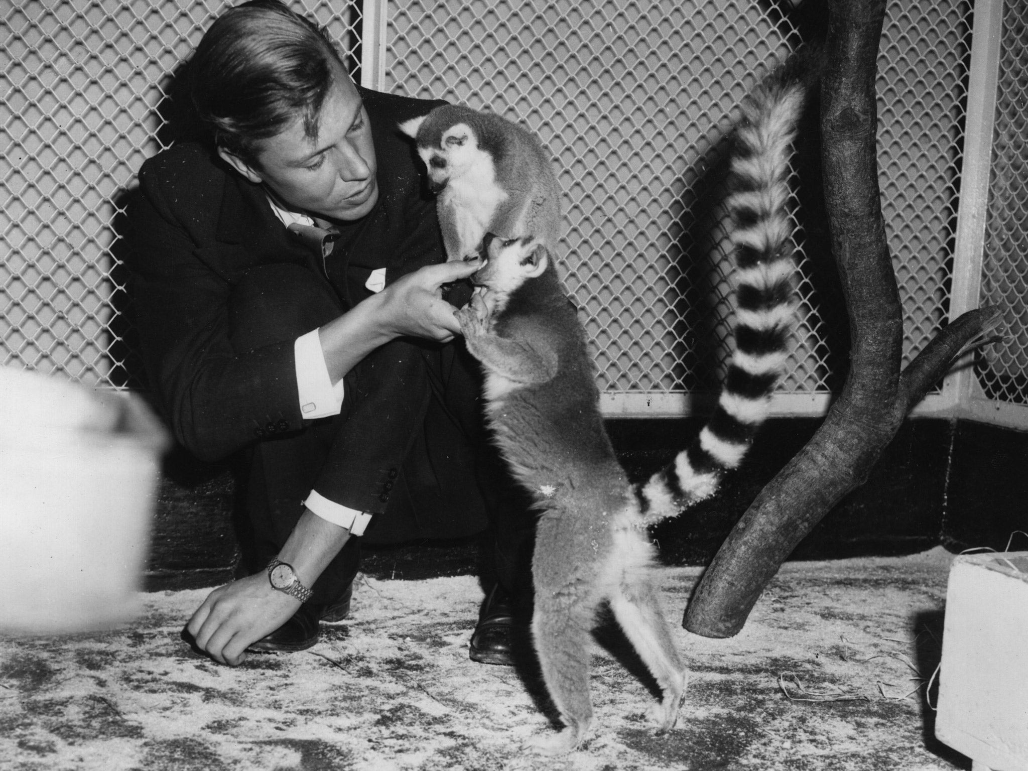 Sir David Attenborough pictured with lemurs during a lecture at London zoo in the 60s (Getty)