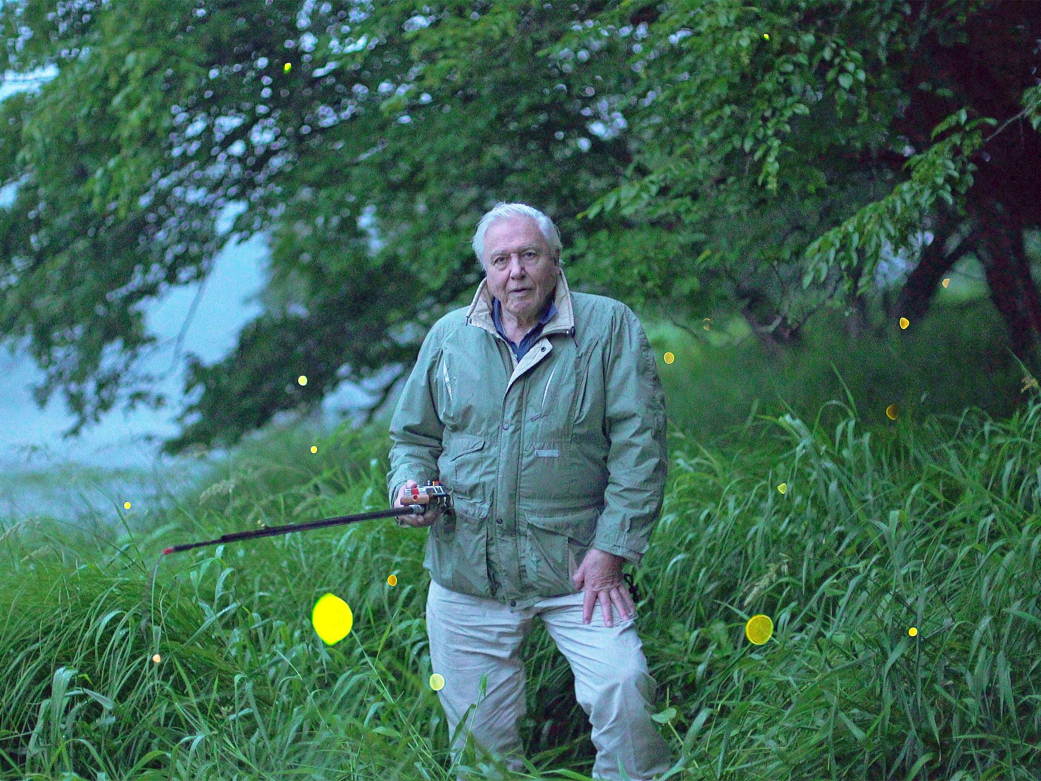 Sir David operating a 'firefly fishing rod' during the new series