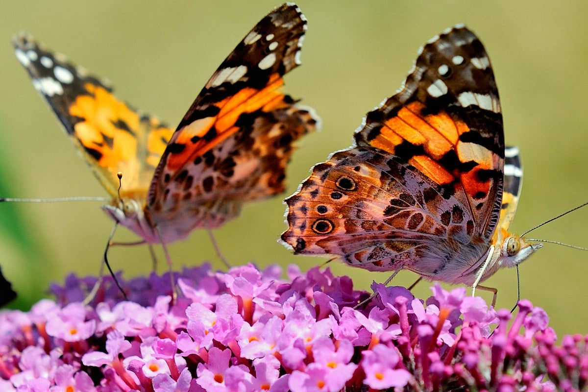 Neonics: Butterflies could also be affected by pesticide, says study ...