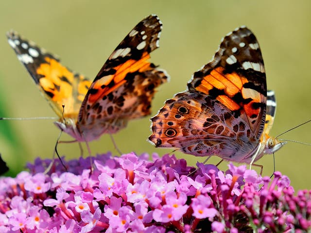Butterflies that were widespread across Britain had fallen by 58 per cent in England in 10 years, according to the study