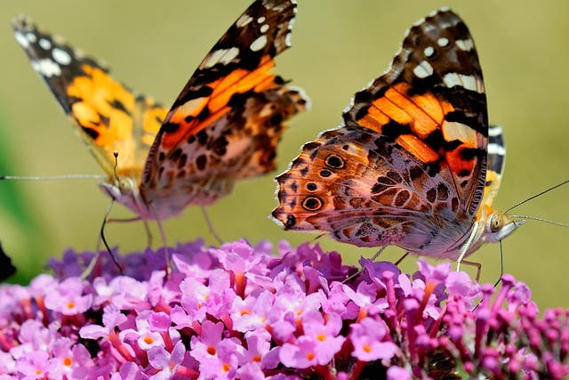 Butterflies that were widespread across Britain had fallen by 58 per cent in England in 10 years, according to the study