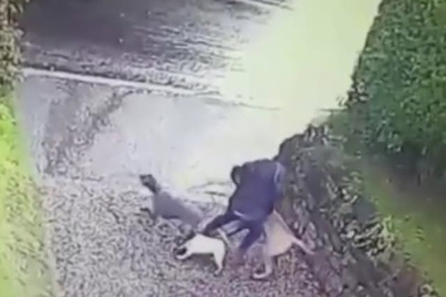 CCTV footage captures the moment Angela Tarr gets dragged away by her three dogs