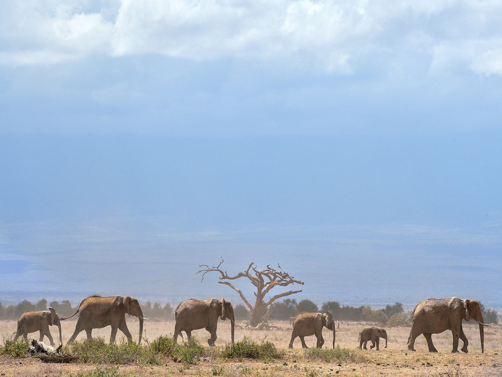 Elephants troop to a water hole at the foot of Mount Kilimanjaro in Kenya. 'Africa is changing now probably faster than any continent in human history,' says Professor Bill Laurance