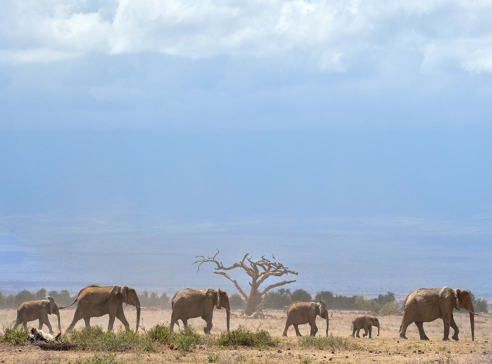 Elephants troop to a water hole at the foot of Mount Kilimanjaro in Kenya. 'Africa is changing now
probably faster than any continent in human history,' says Professor Bill Laurance