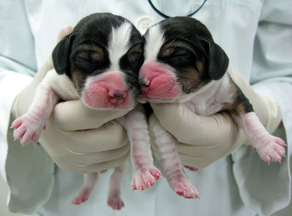 Two puppies cloned in South Korea in 2009