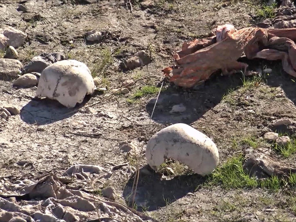 Skulls remain at the site of a purported mass grave in the city of Sinjar