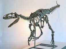 'Exceptionally rare' dinosaur skeleton fails to sell at auction