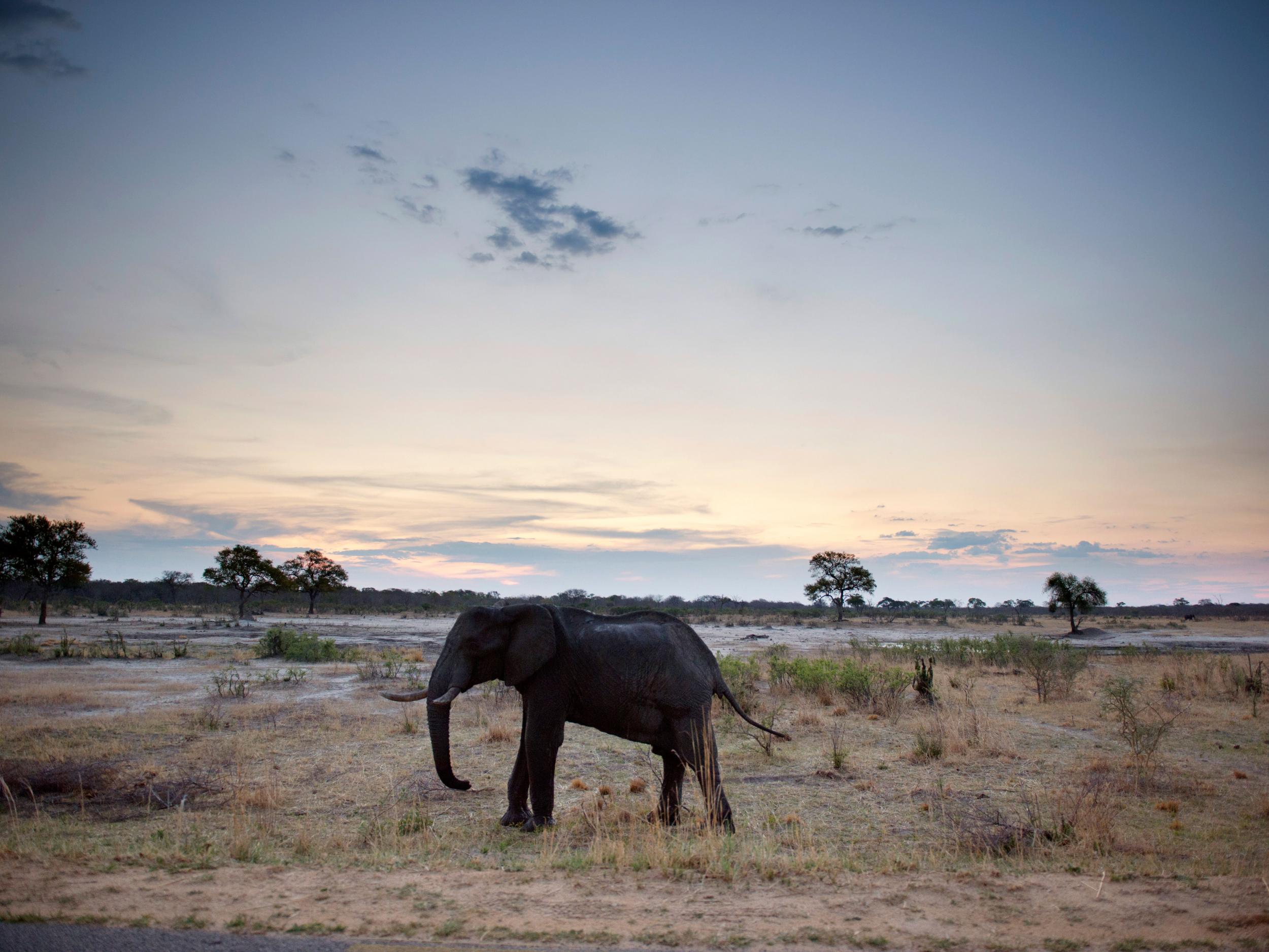 An African elephant in Hwange National Park in Zimbabwe