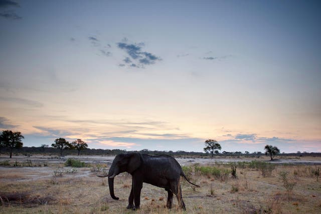 An African elephant in Hwange National Park in Zimbabwe