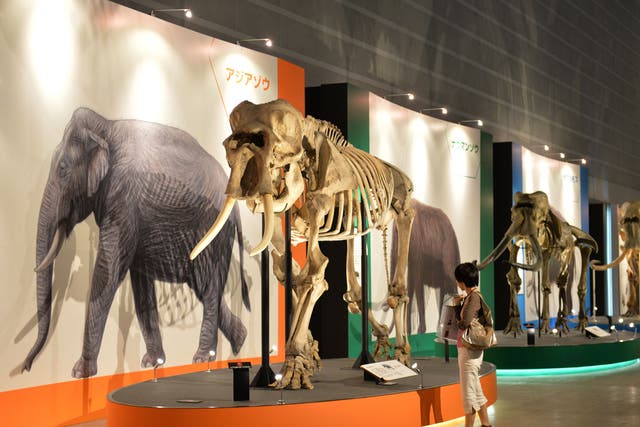 The mammoth is a larger tundra-adapted elephant and bringing it back could be highly beneficial ecologically