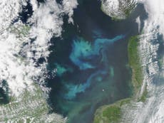 Atlantic plankton bloom 'reflects soaring carbon dioxide levels '
