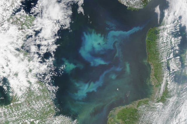 The North Atlantic is a fertile basin for plankton, the organisms blooming most abundantly in late spring and early summer due to high levels of nutrients in the water and increasing sunlight