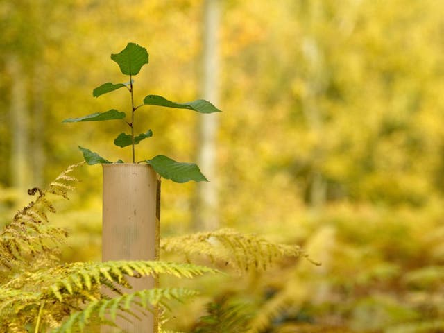 Green recovery: National Forest schemes are regenerating areas ravaged by industry but British forest cover is still only 12 per cent