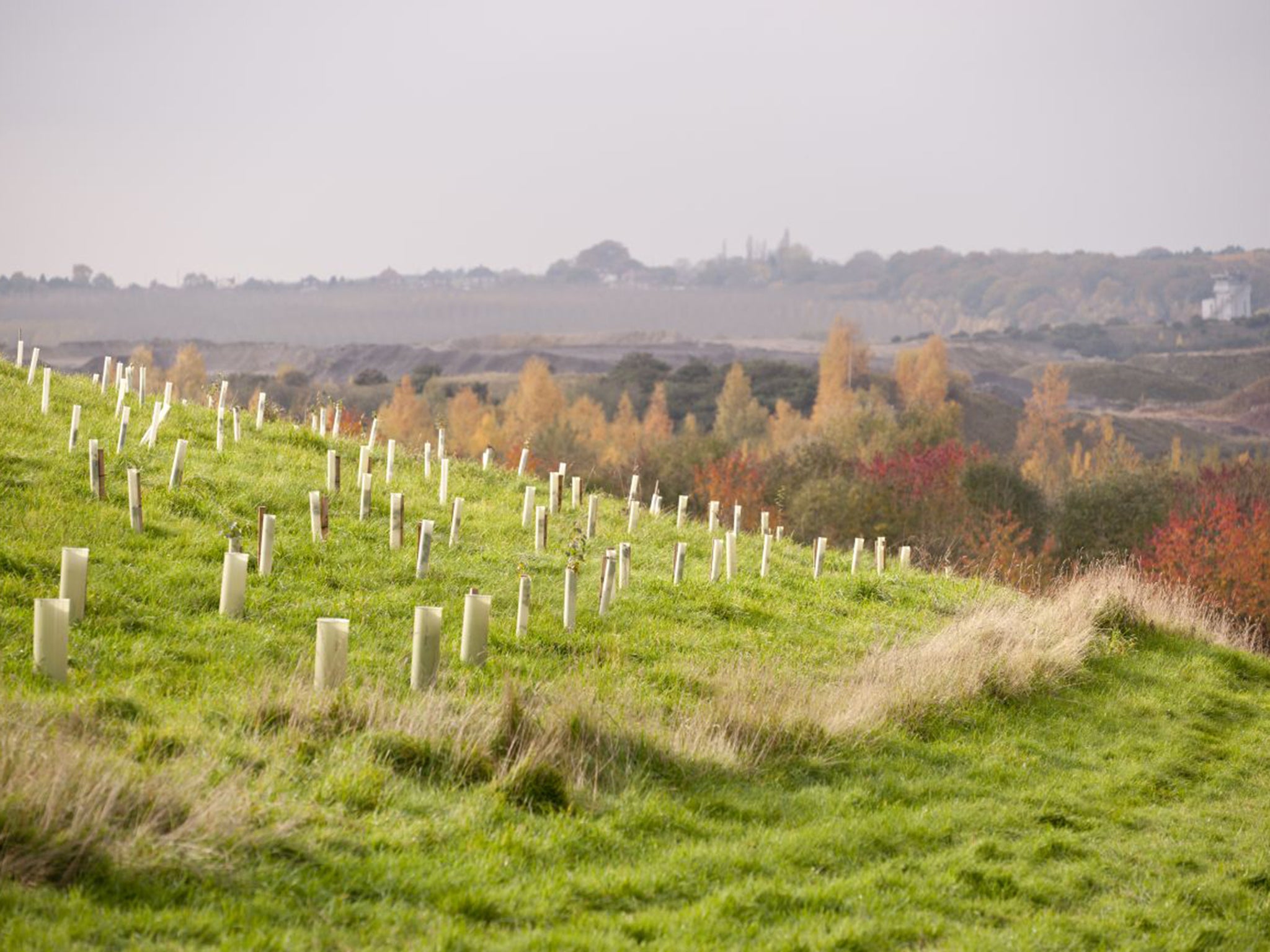 National Forest planting of English oak in Feanedock Wood, Derbyshire