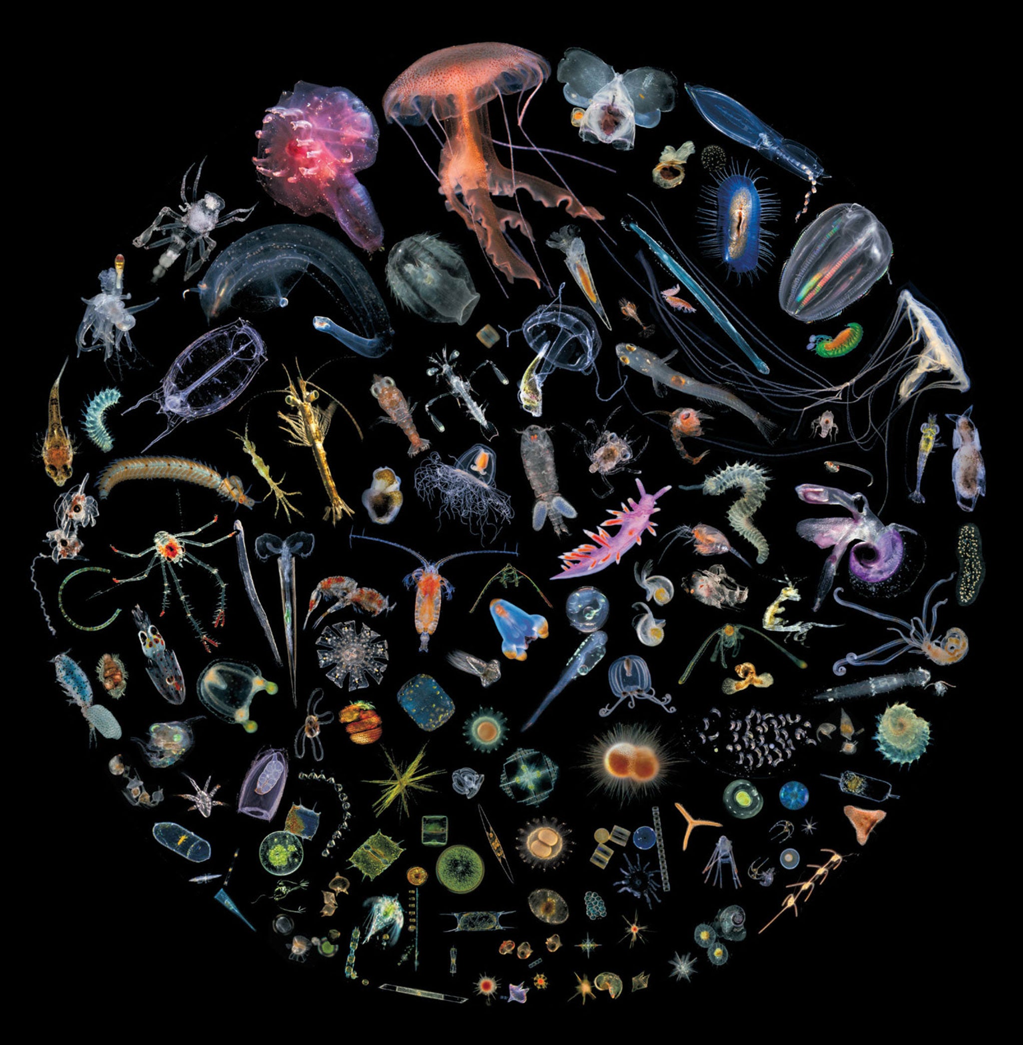 Wondrous creatures: plankton make up 98 per cent of the world’s ocean life