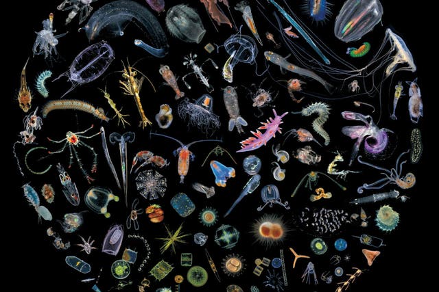 Wondrous creatures: plankton make up 98 per cent of the world’s ocean life