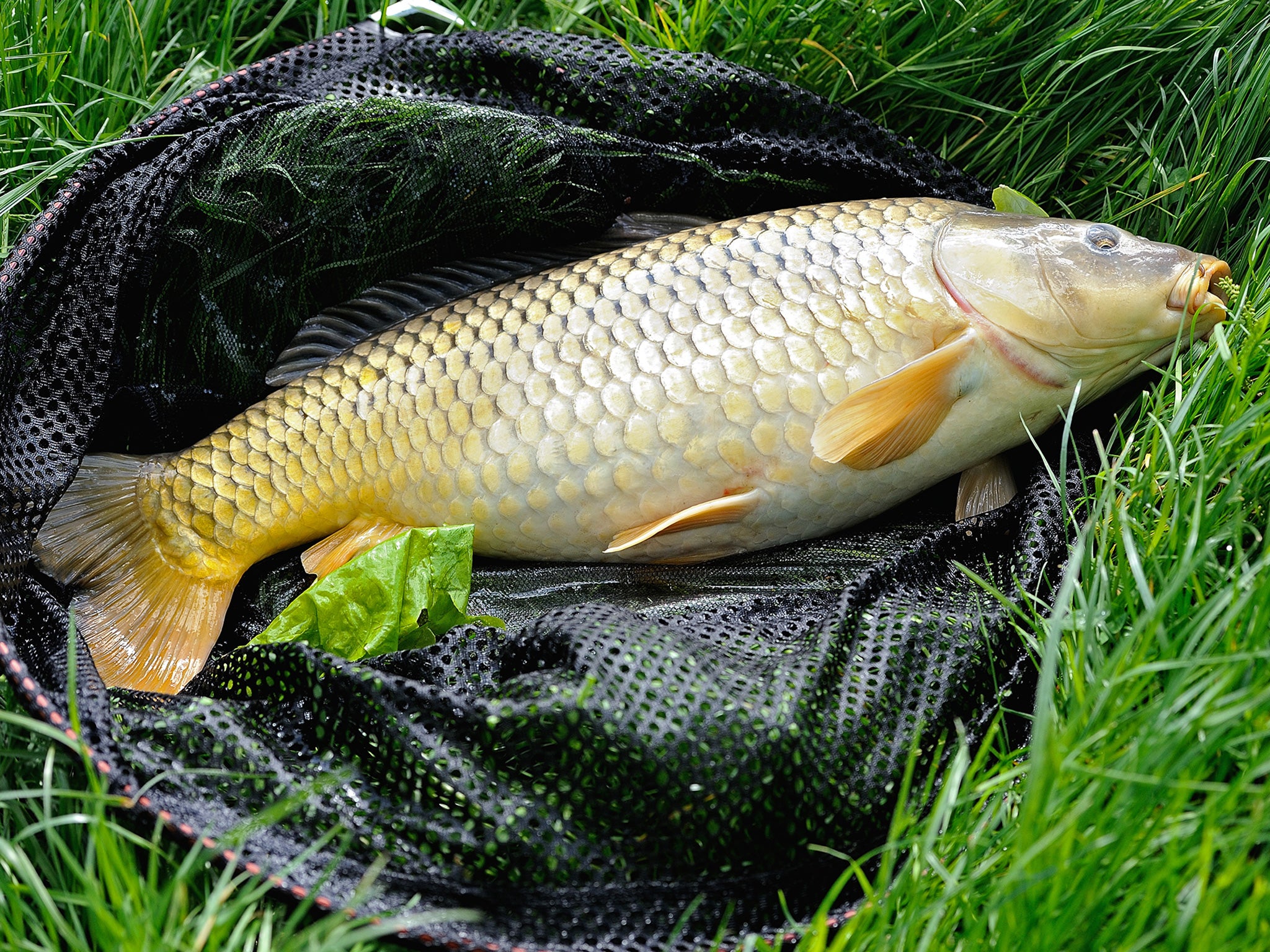 Carp can grow up to around 18kg in the UK