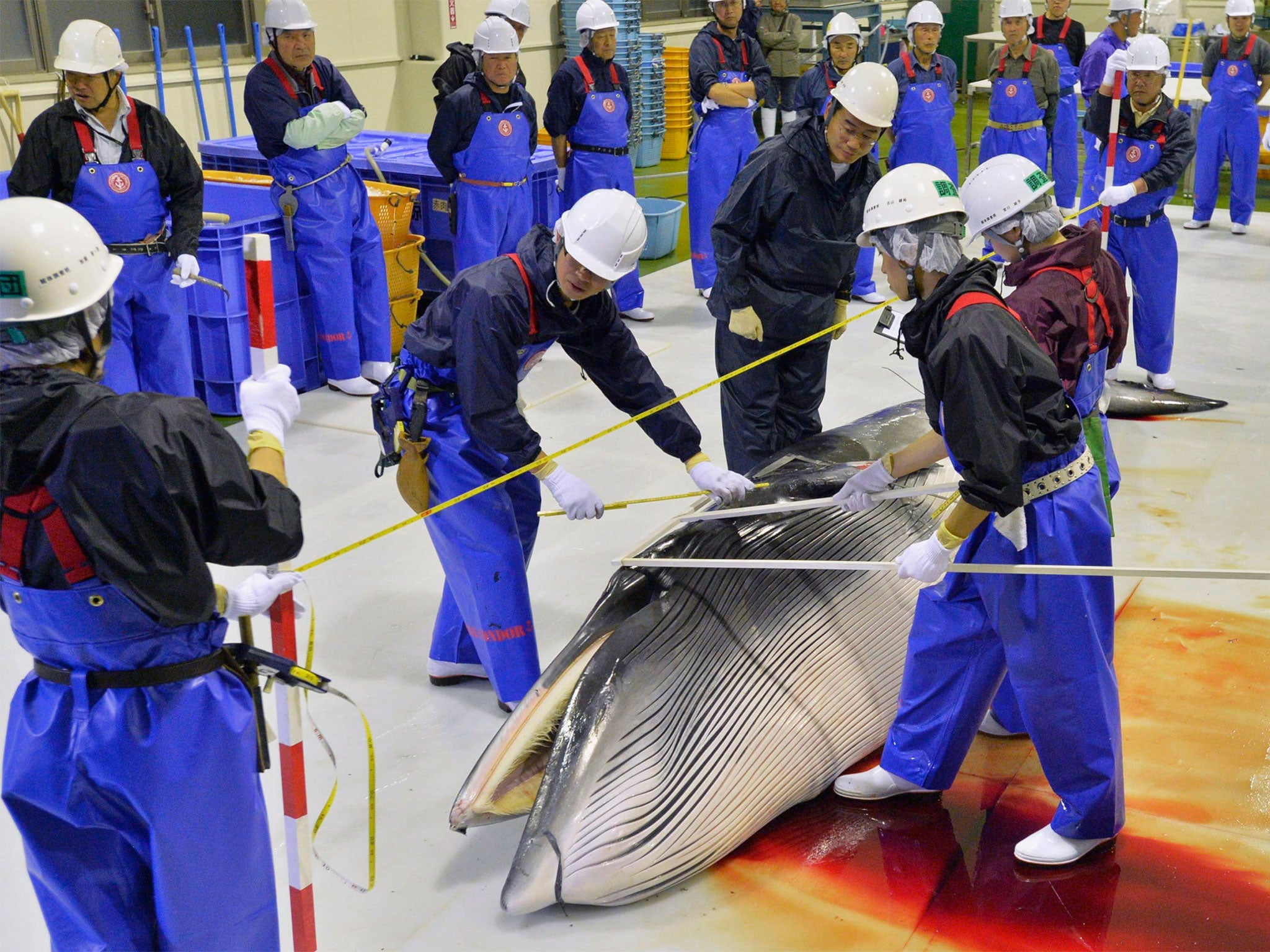 Researchers check a minke whale at Ayukawa port in Ishinomaki