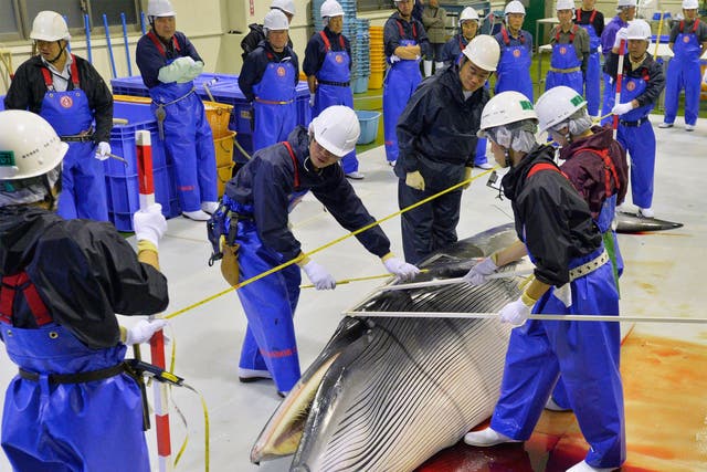 Researchers check a minke whale at Ayukawa port in Ishinomaki