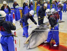 Read more

Japan to resume whaling despite court rulings