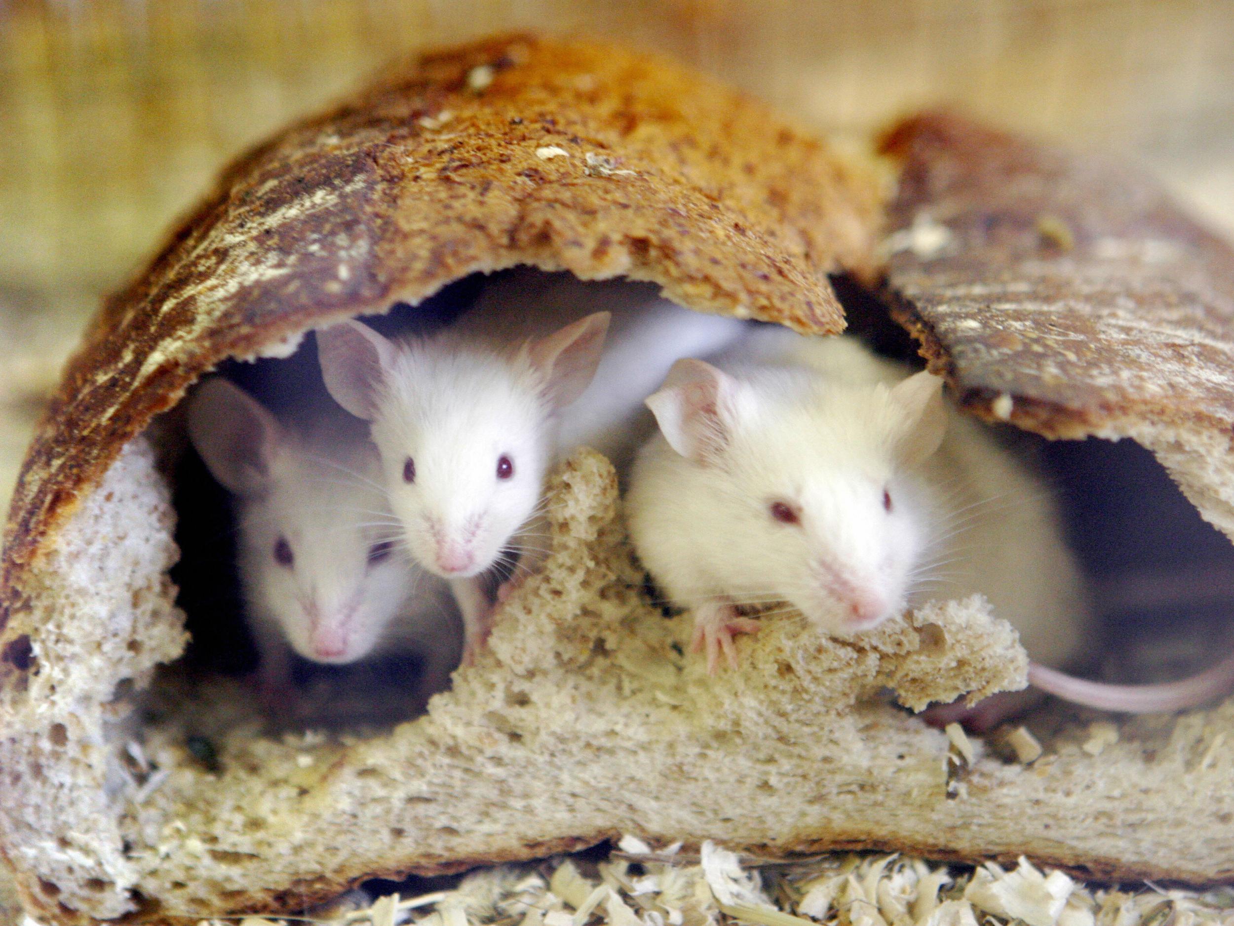 Mice peer out from a loaf of bread