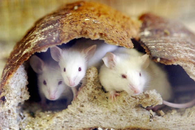 <p>Mice peer out from a loaf of bread </p>