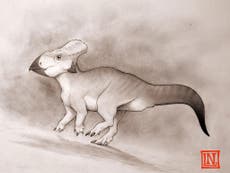 Dog-sized horned dinosaur fossil found by British scientist