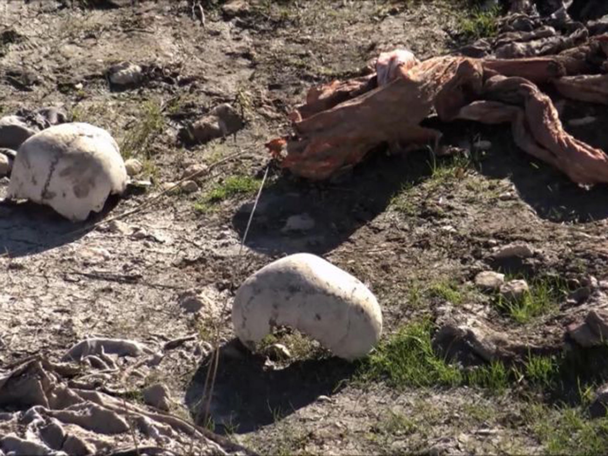 Skulls remain at the site of a purported mass grave in the city of Sinjar, northern Iraq after it was retaken from Islamic State militants